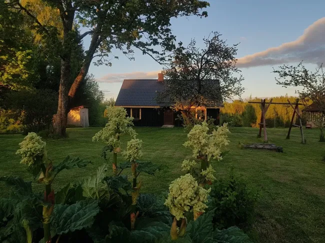 Pagalms vakara saulē